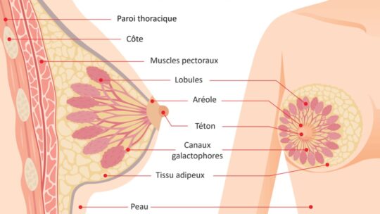 Changements mammaires : comment corriger les seins ?